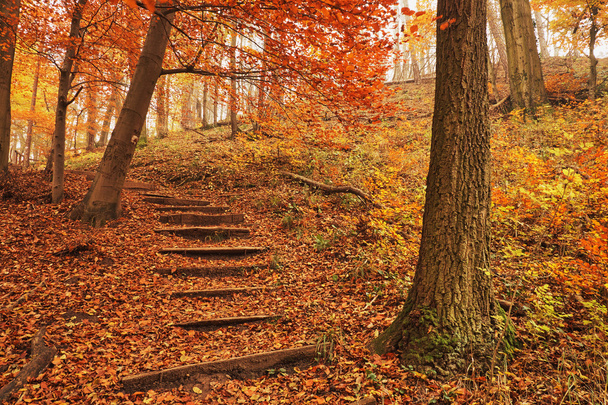 Footpath autumn forest - Foto, Imagen