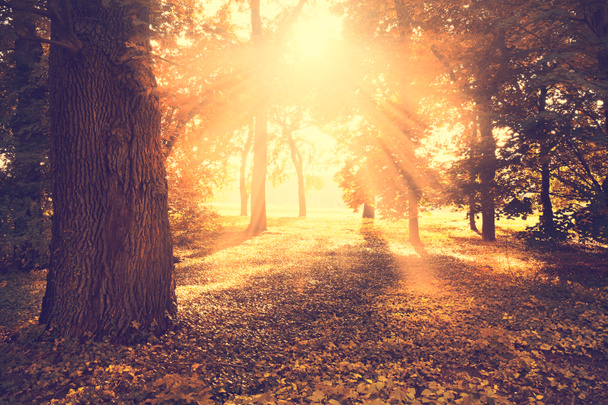 schöner Herbstpark - Foto, Bild