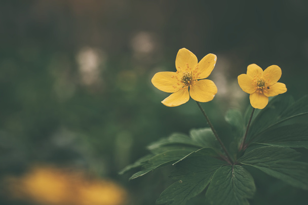 Adonis vernalis yellow wildflower - Photo, Image