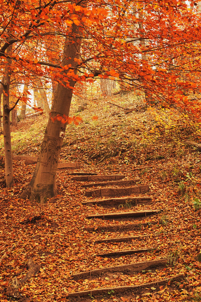 Footpath autumn forest - Photo, Image
