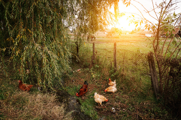 Pollos en granja ecológica
 - Foto, Imagen