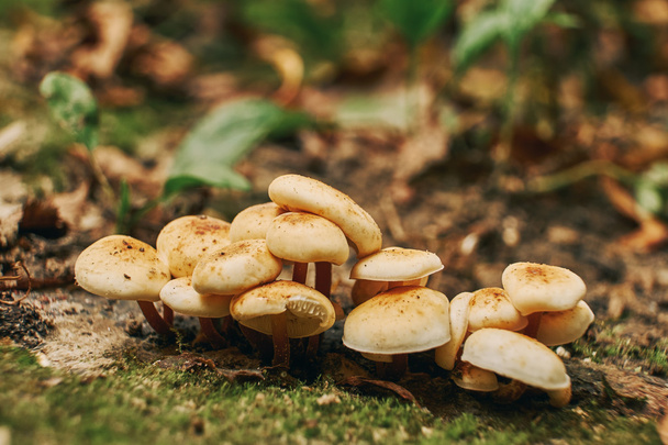 Mushrooms in autumn forest - Photo, Image