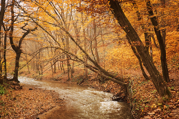 potok v podzimním lese - Fotografie, Obrázek