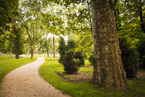 Kävelypolku vihreässä puistossa
 - Valokuva, kuva