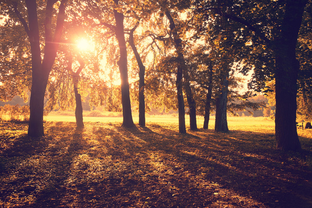 Beautiful autumn park - Fotografie, Obrázek