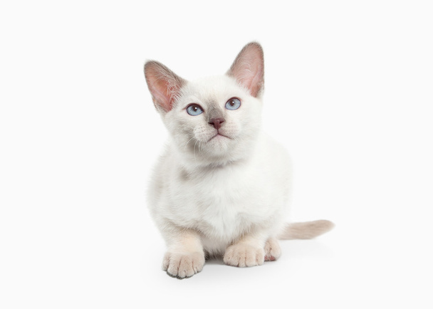 Siam Thai kitten - Zdjęcie, obraz