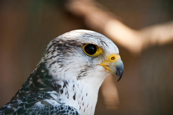 Gyrfalcon tai Falco Rusticolus
 - Valokuva, kuva