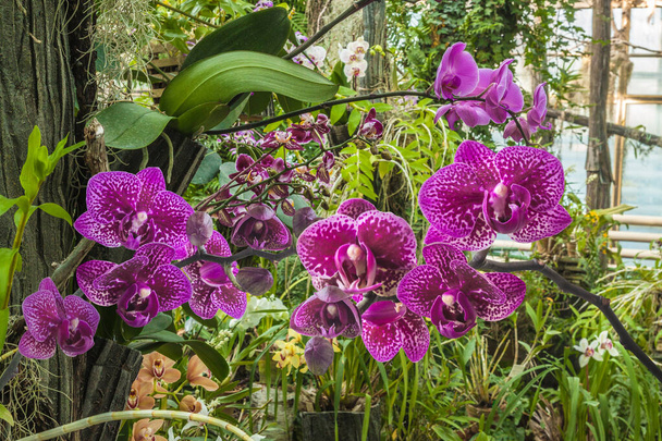 Цветущие гибридные орхидеи фаленопсис и гибрид дендробий в теплице. - Фото, изображение