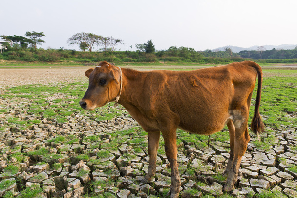 tehén és Repedt föld - Fotó, kép