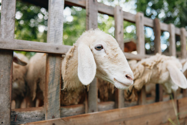 Ένα κοπάδι πρόβατα που στέκονται σε ένα μαντρί με τα κεφάλια τους να προεξέχουν από το φράχτη. - Φωτογραφία, εικόνα