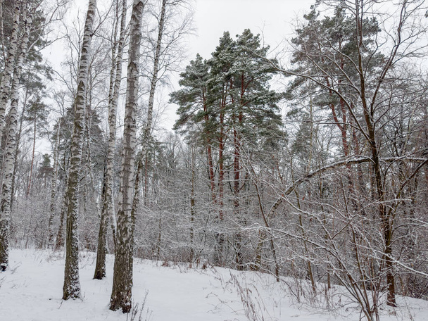 Kış huş ağacı ve çam ormanının bir parçası bulutlu bir havada kar yağışı sonrasında karla kaplıydı. - Fotoğraf, Görsel