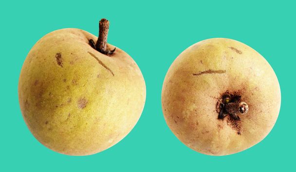 Sapodilla isolated no shadow with clipping path in green background, healthy fresh tropical fruit - Photo, Image