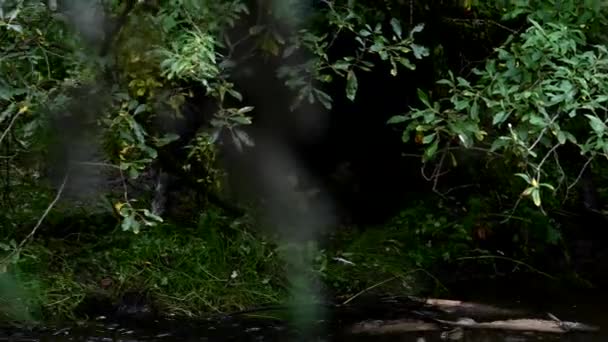 Kara ayı vahşi doğada - Video, Çekim