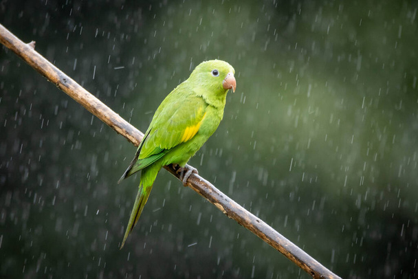 A Plain Parakeet also know as Periquito perched on branch under rain. Species Brotogeris chiriri. Birdwatching. Birding. Parrot. - Photo, Image