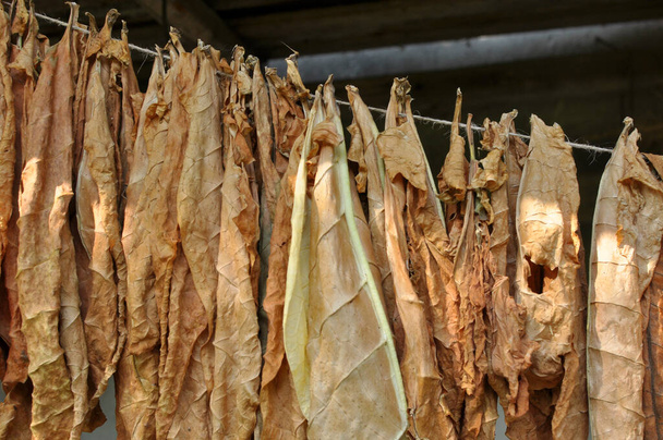 For drying, tobacco leaves are strung on a cord - 写真・画像