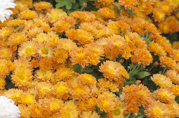 Autumn flowers - Photo, Image