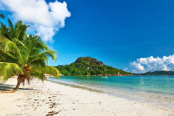 Gyönyörű strand pálmafával - Fotó, kép