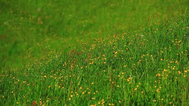 groen gras met bloemen - Video