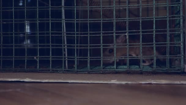 маленька миша в пастці в мишоловці в темній кімнаті вночі - Кадри, відео