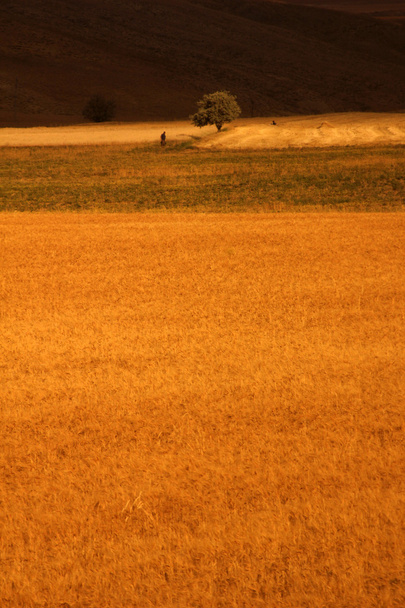 Paddy crop - Foto, Bild