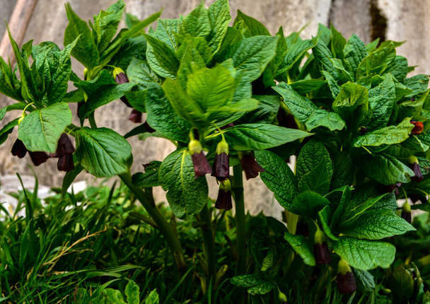 スコポリカ・カニオリカ(英語版)は,ヨーロッパのスコポリタンまたはヘンベル(英語版)であり,ソラナウ科に属する有毒植物である. 春のカルパティアの森の毒植物. - 写真・画像