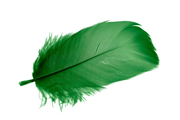 зеленые перья на белом изолированном фоне - Фото, изображение