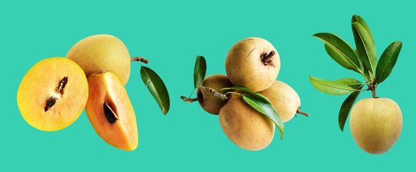 Sapodilla slice and piece isolated no shadow with clipping path in green background, healthy fresh tropical fruit - Photo, Image