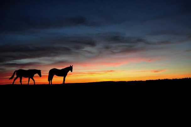 Horses walking in the sunset - Foto, afbeelding
