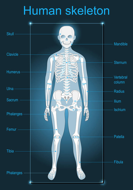 Human skeleton on dark background. Scanning of human anatomy. Labeled of all bones. Isometric Flat vector illustration like X-ray image - Vector, Image