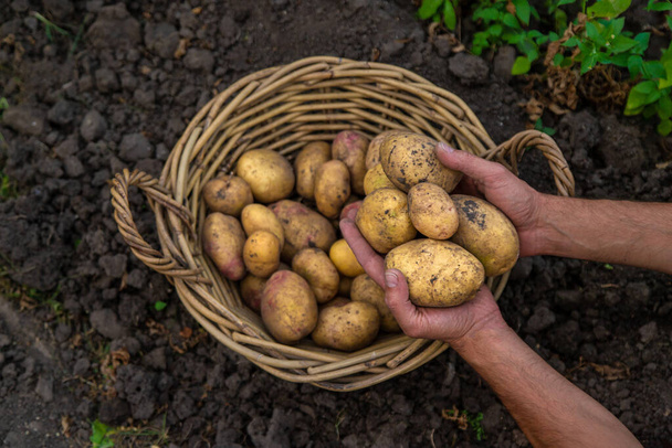 Patates hasadı bahçede ellerde. Seçici odaklanma. yiyecek. - Fotoğraf, Görsel