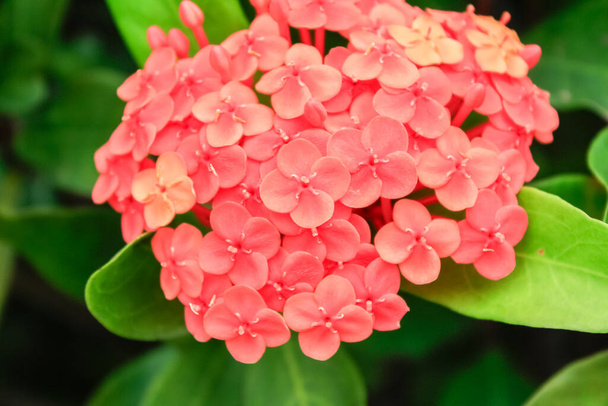 Close-up of Chinese ixora in the garden with green leaves. Flower and plant. - Photo, Image