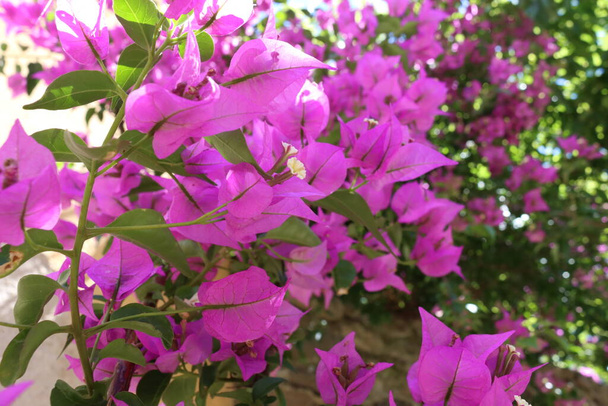 красивые красочные цветы ароматы природных ароматов - Фото, изображение