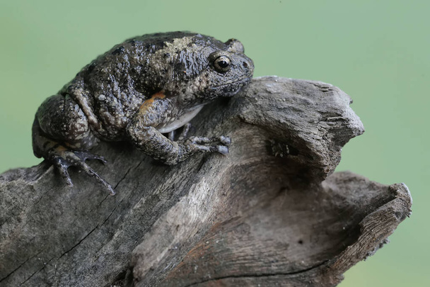 La rana de boca estrecha de un adulto Muller descansa sobre una rama seca de árbol. Este anfibio tiene el nombre científico Kaloula baleata. - Foto, Imagen