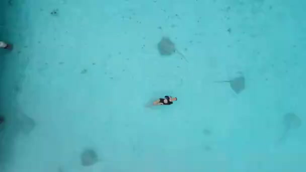 Egy nő, aki ráfával úszik a Maldív-szigeteken. Sting Ray halak úsznak a kék tenger, légi kilátás. Kiváló minőségű 4k felvételek - Felvétel, videó