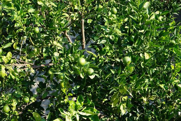 Citrus x sinensis árbol con frutos crece en agosto. Citrus x aurantium f. aurantium, syn. Citrus x sinensis, las naranjas dulces, es una especie comúnmente cultivada de naranja. Lardos, Isla de Rodas, Grecia  - Foto, Imagen