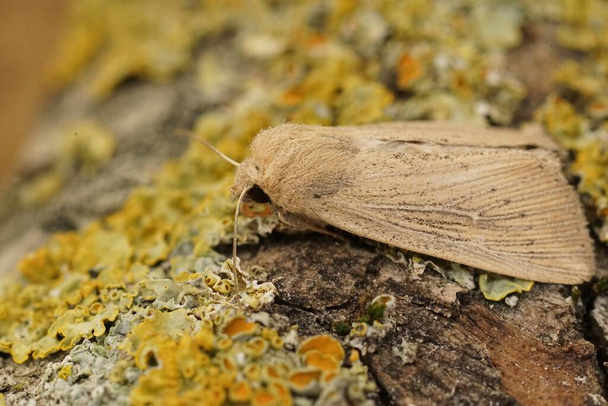 Detailed closeup of the obscure wainscot moth, Leucania obsoleta sitting on wood in the garden - Foto, Bild