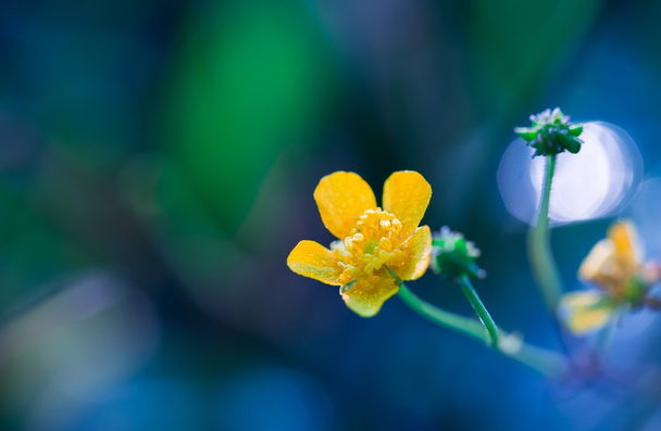Beautiful yellow buttercup flower - Photo, Image