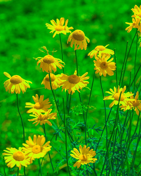 Όμορφη Ρωμαϊκή Χαμομήλι λουλούδια - Φωτογραφία, εικόνα