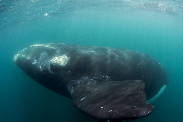 Eteläinen oikea valas asuu Valdsin niemimaan vieressä. Läheinen kohtaaminen oikean valaan kanssa vedessä. Uhanalainen valas ner pinnalla.  - Valokuva, kuva