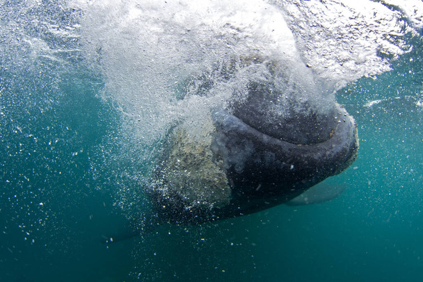Südlicher Rechtswal hält sich in der Nähe der Halbinsel Valds auf. Enge Begegnung mit dem richtigen Wal im Wasser. Bedrohter Wal an der Oberfläche.  - Foto, Bild