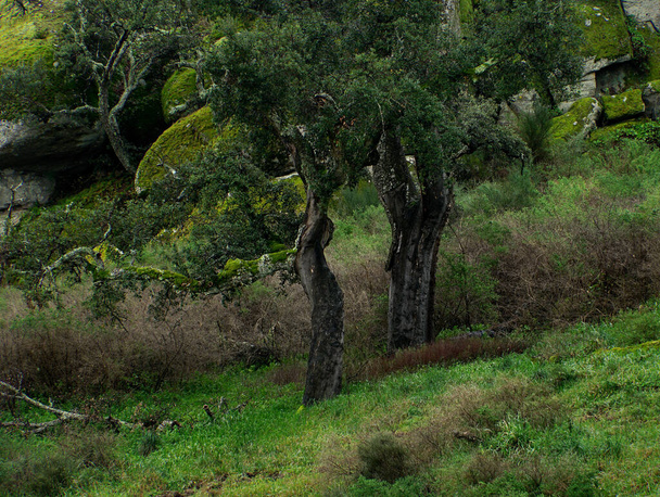 Dvě formy korkových dubů, Monsanto, Castelo Branco, portugalské - Fotografie, Obrázek