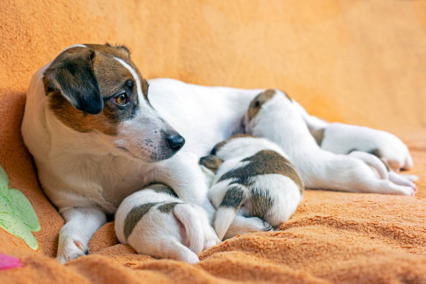 Samica Jack Russell Terrier karmi szczeniaki brzoskwiniowym kocem. Opieka nad szczeniakami i psami. Dzień Matki - Zdjęcie, obraz