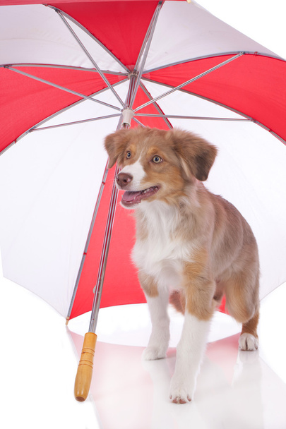 Australische herder pup onder parasol - Foto, afbeelding