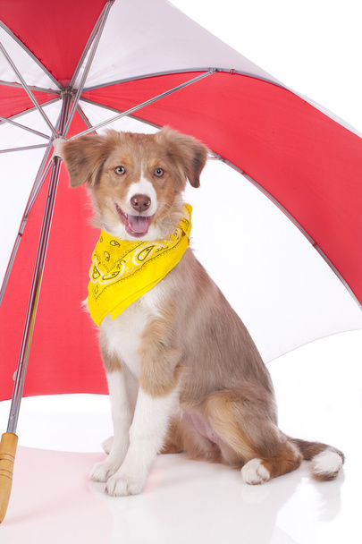 Owczarek australijski puppy pod parasolem - Zdjęcie, obraz