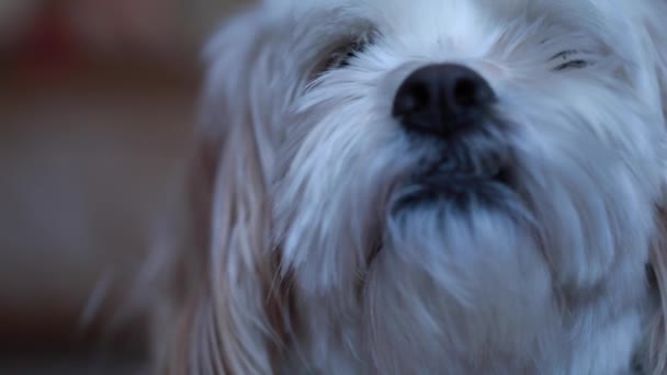 Μικρό σκυλί που αναπαύεται - Πλάνα, βίντεο