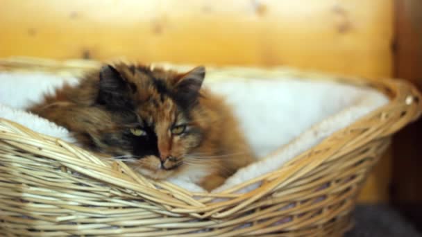 Cat sleeping in a basket - Filmati, video