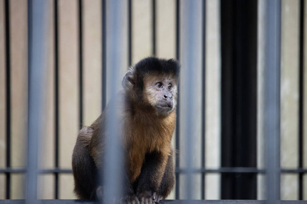 Tóquio, Japão, 3 de novembro de 2023: Macaco-prego em cativeiro atrás das grades - Foto, Imagem