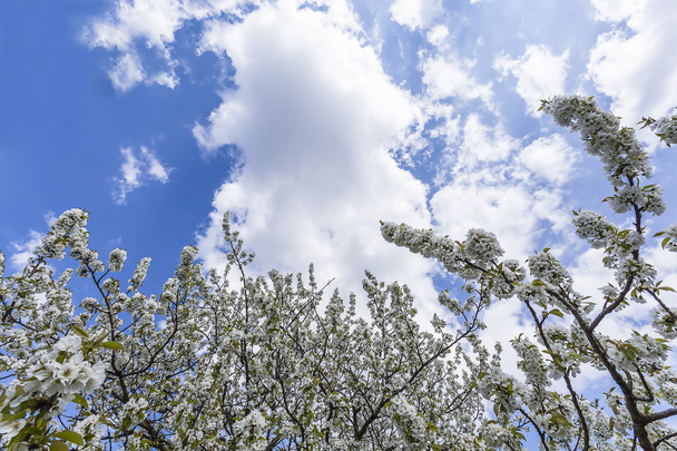 Blooming cherry branch - Valokuva, kuva