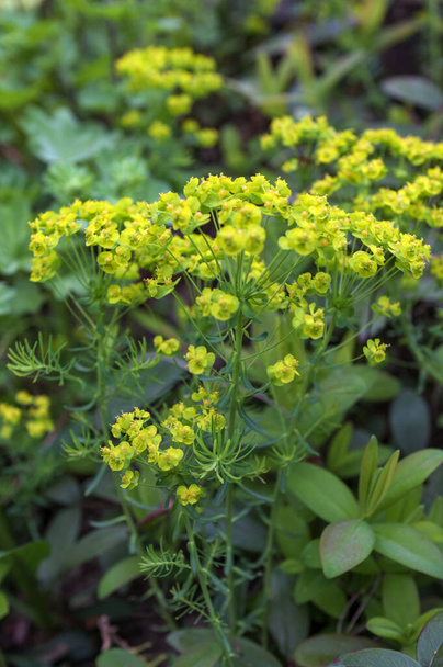 Cypress spurge yellow flowers in the meadow. Euphorbia cyparissias plant in bloom.Close up of the yellow flowers of Cypress spurge Euphorbia cyparissias or leafy spurge Euphorbia esula. - Photo, Image