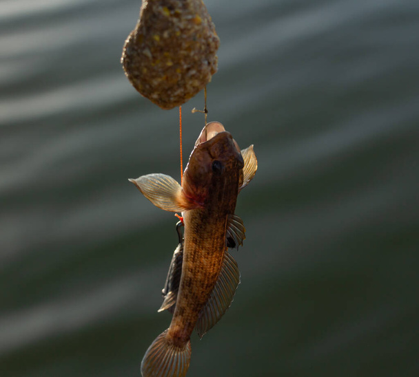fishing, bull fish on a hook on a fishing rod. High quality photo - Photo, Image